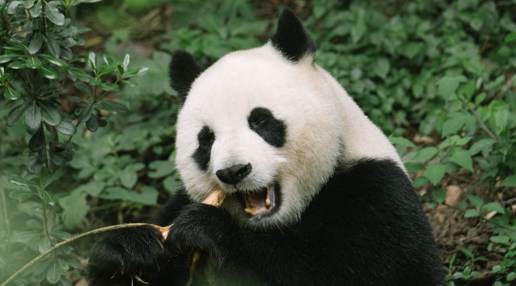 Panda eating bamboo