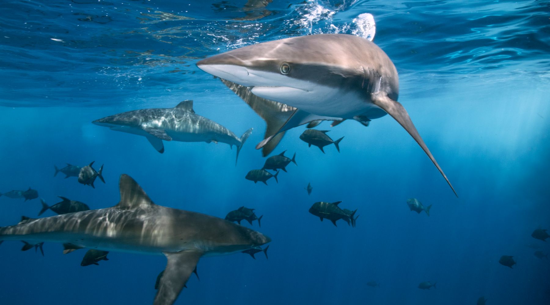 Are sharks endangered? Sharks swimming in ocean