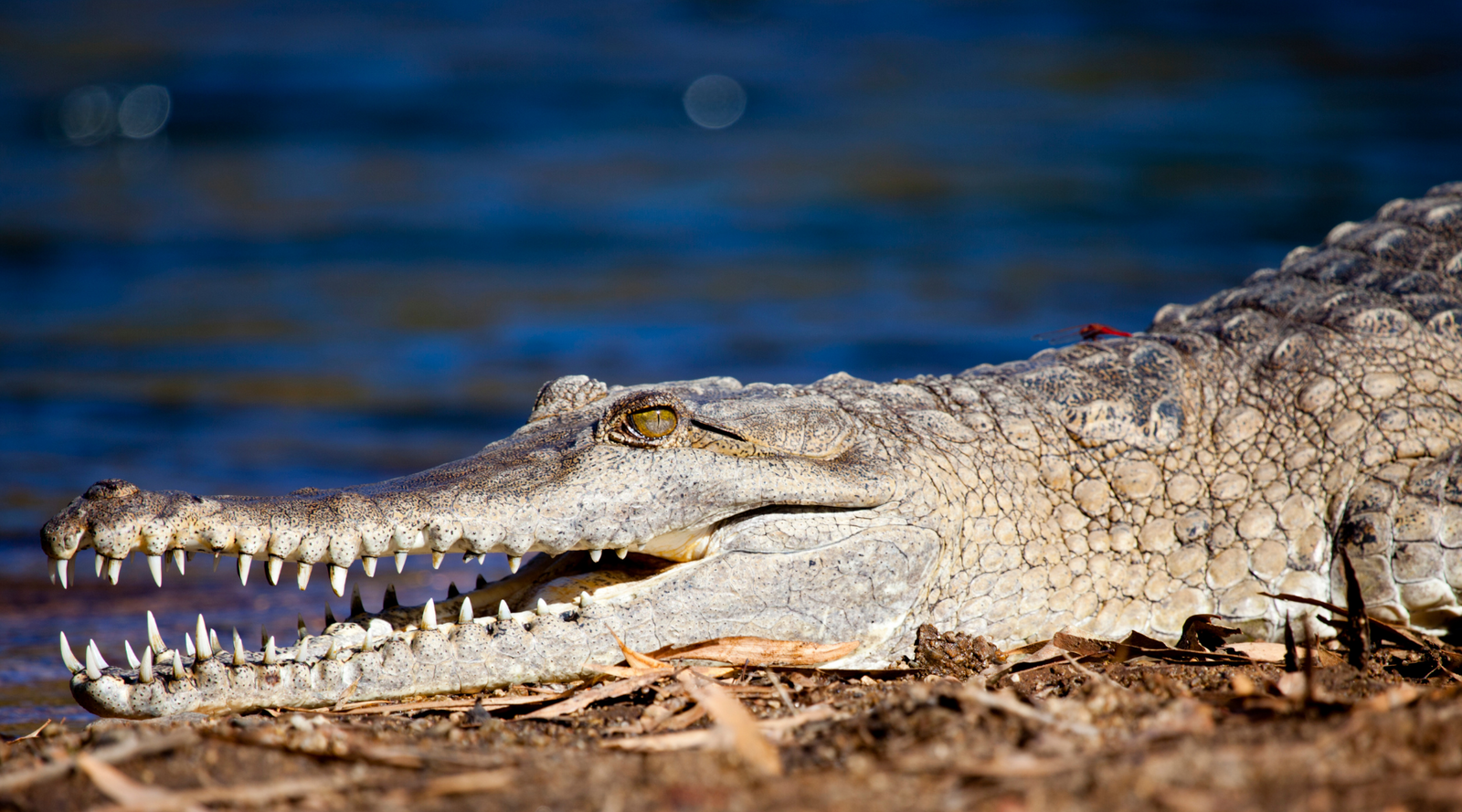 Australian freshwater crocodile resting near water, an example of animals that hibernate in summer.
