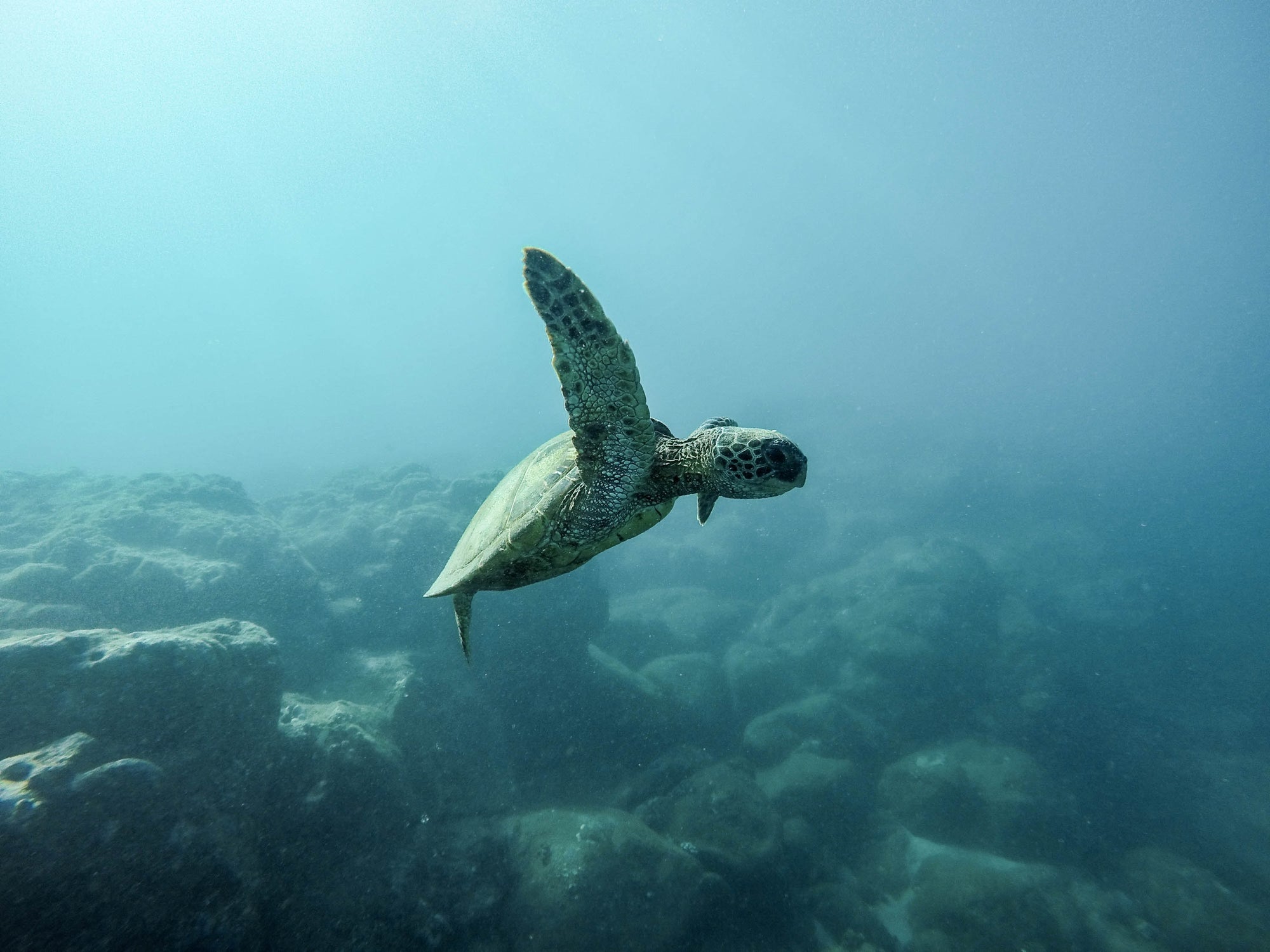 Good News for Sea Turtles Following Oil Spill | BeCause Tees