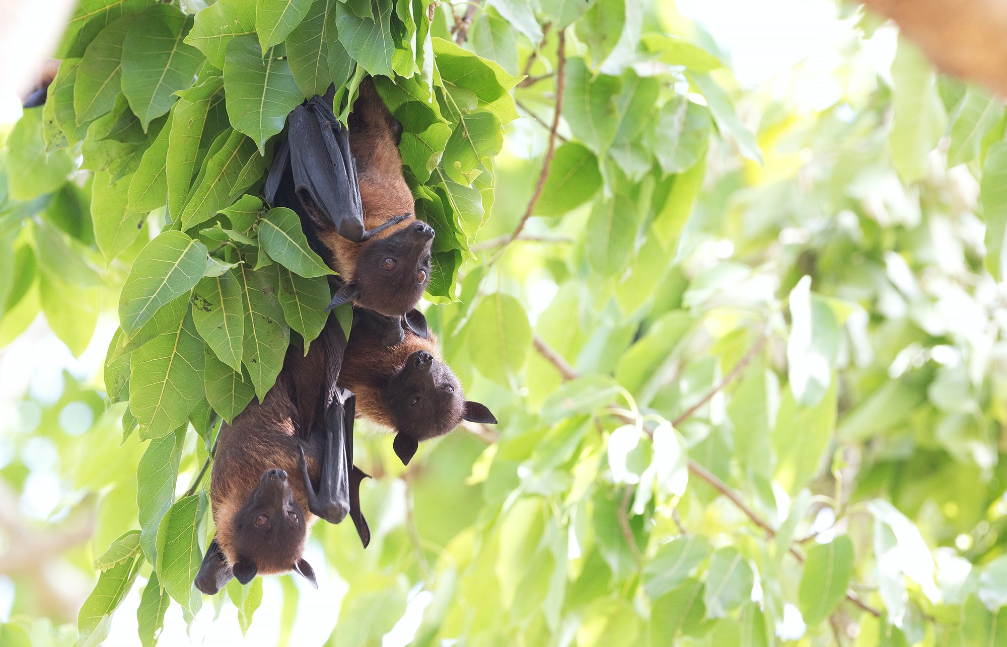 How to create a bat-friendly garden