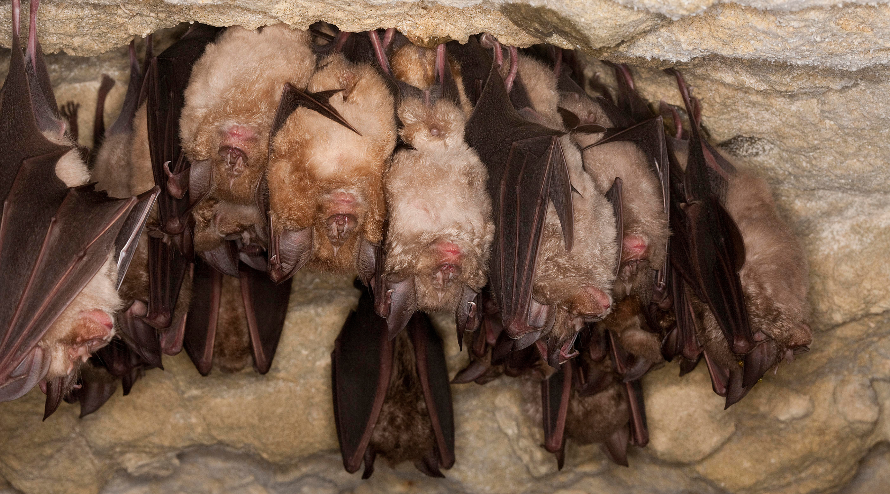 Bats hibernating in the winter