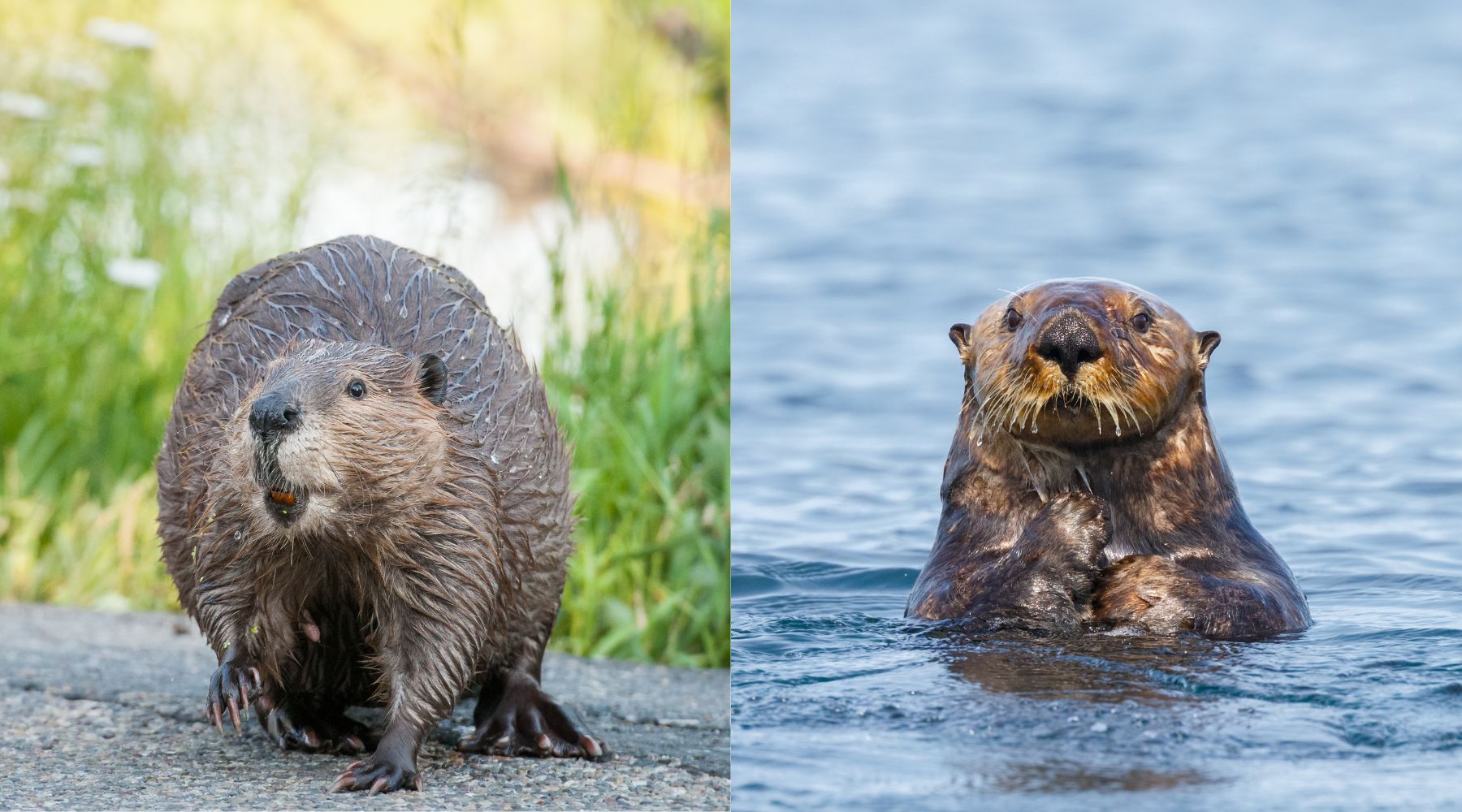 Beavers vs otters: what are the differences?