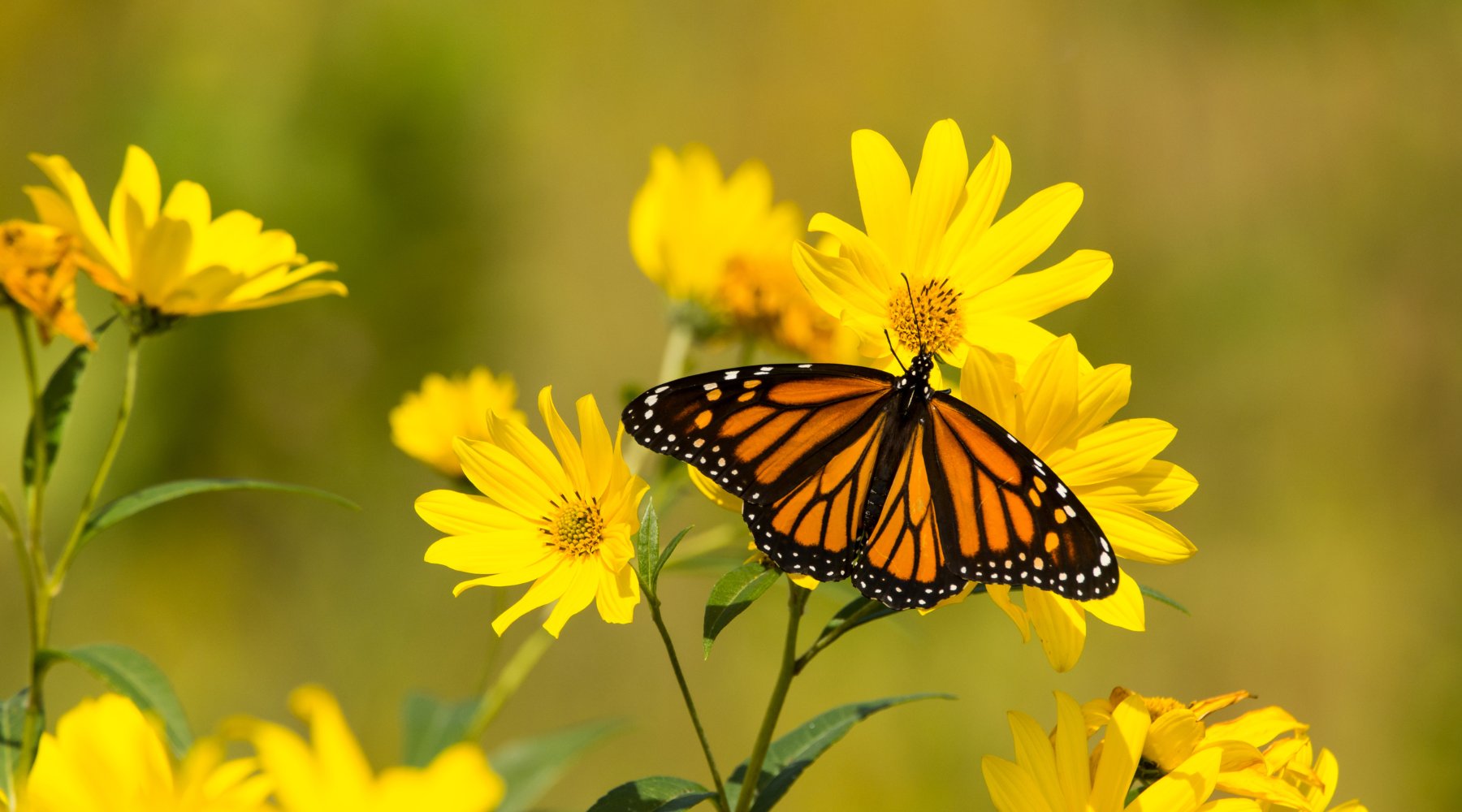 Are monarch butterflies endangered? Monarch butterfly on a yellow flower