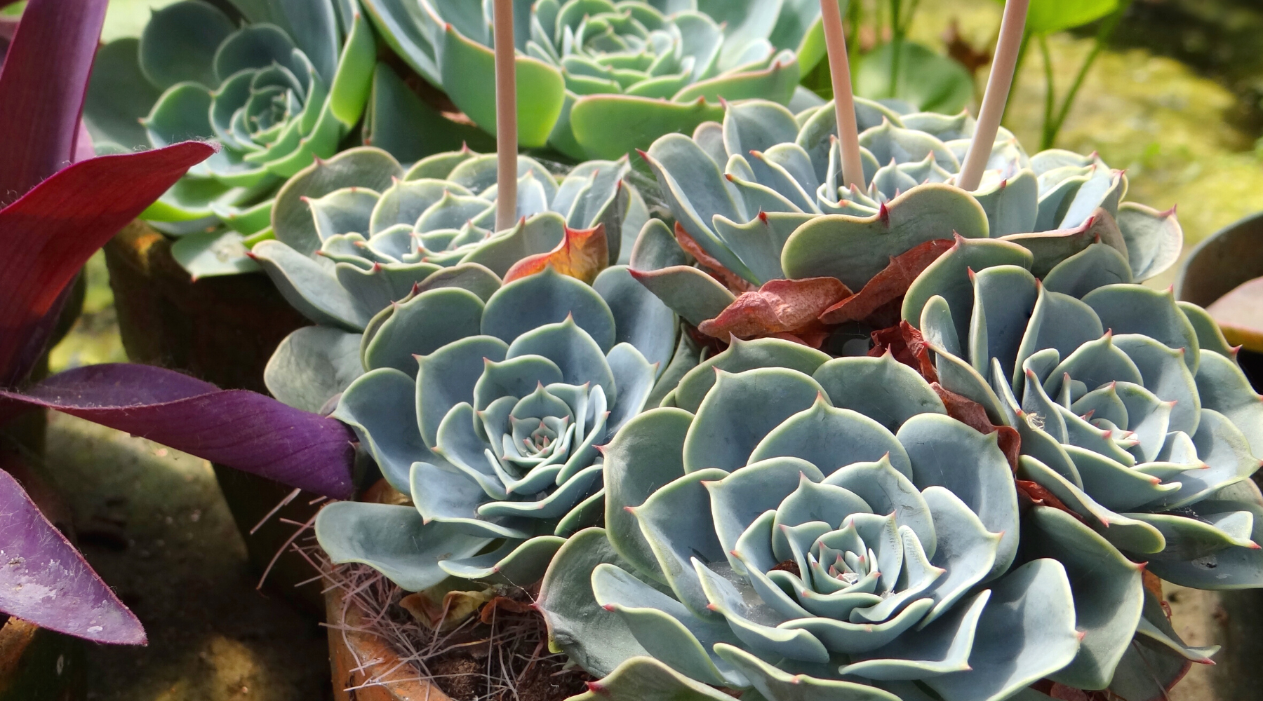 The 5 Best Plants for a Drought-Tolerant Garden