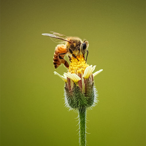 Bee on a flower