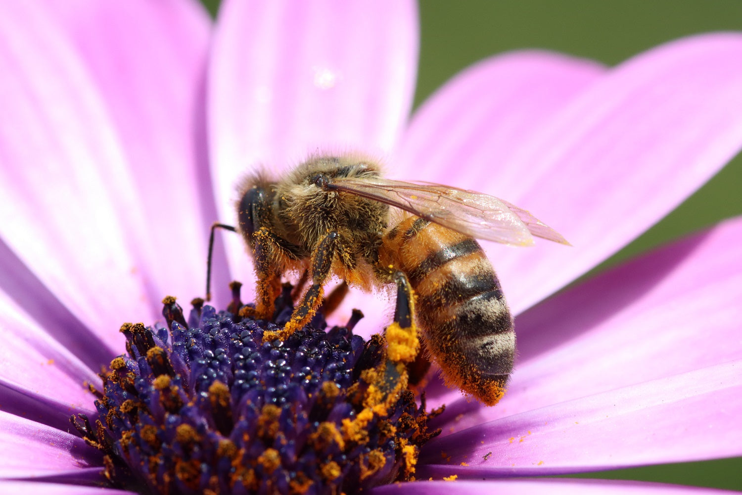 Meet the Charitable Organization: Pollinator Partnership | Because Tees