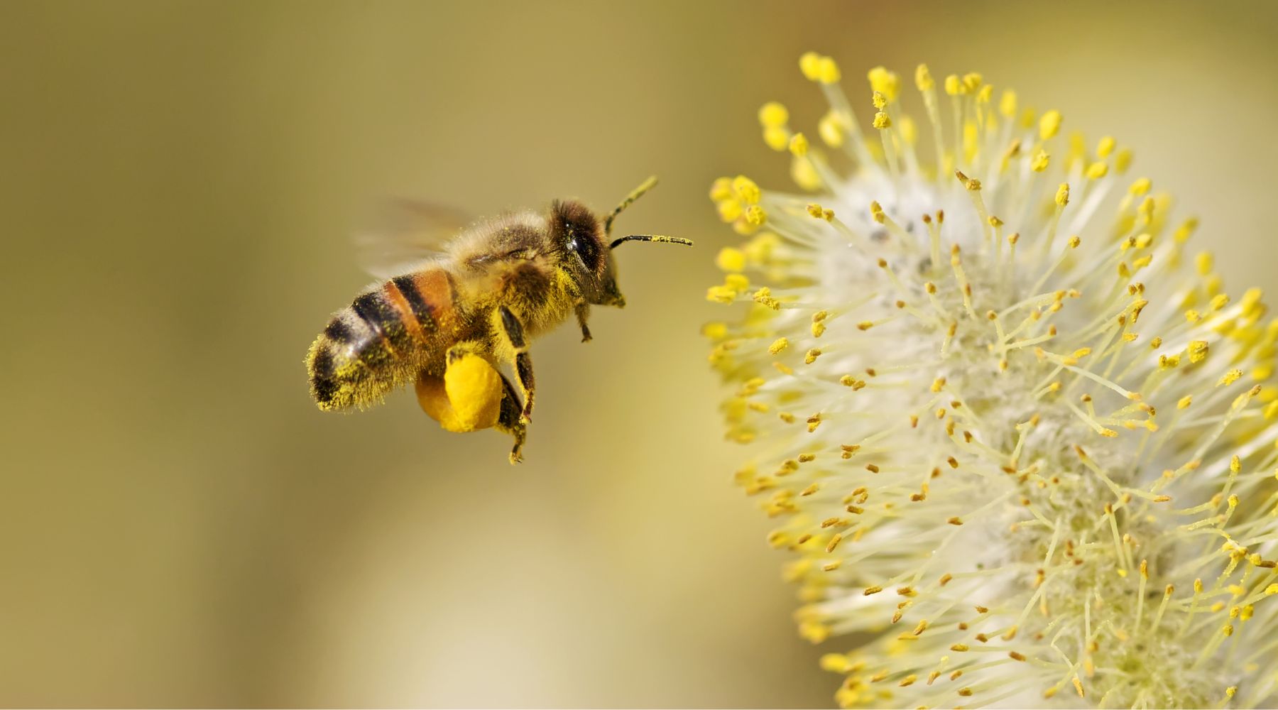 Bee carrying pollen - how does pollination work?