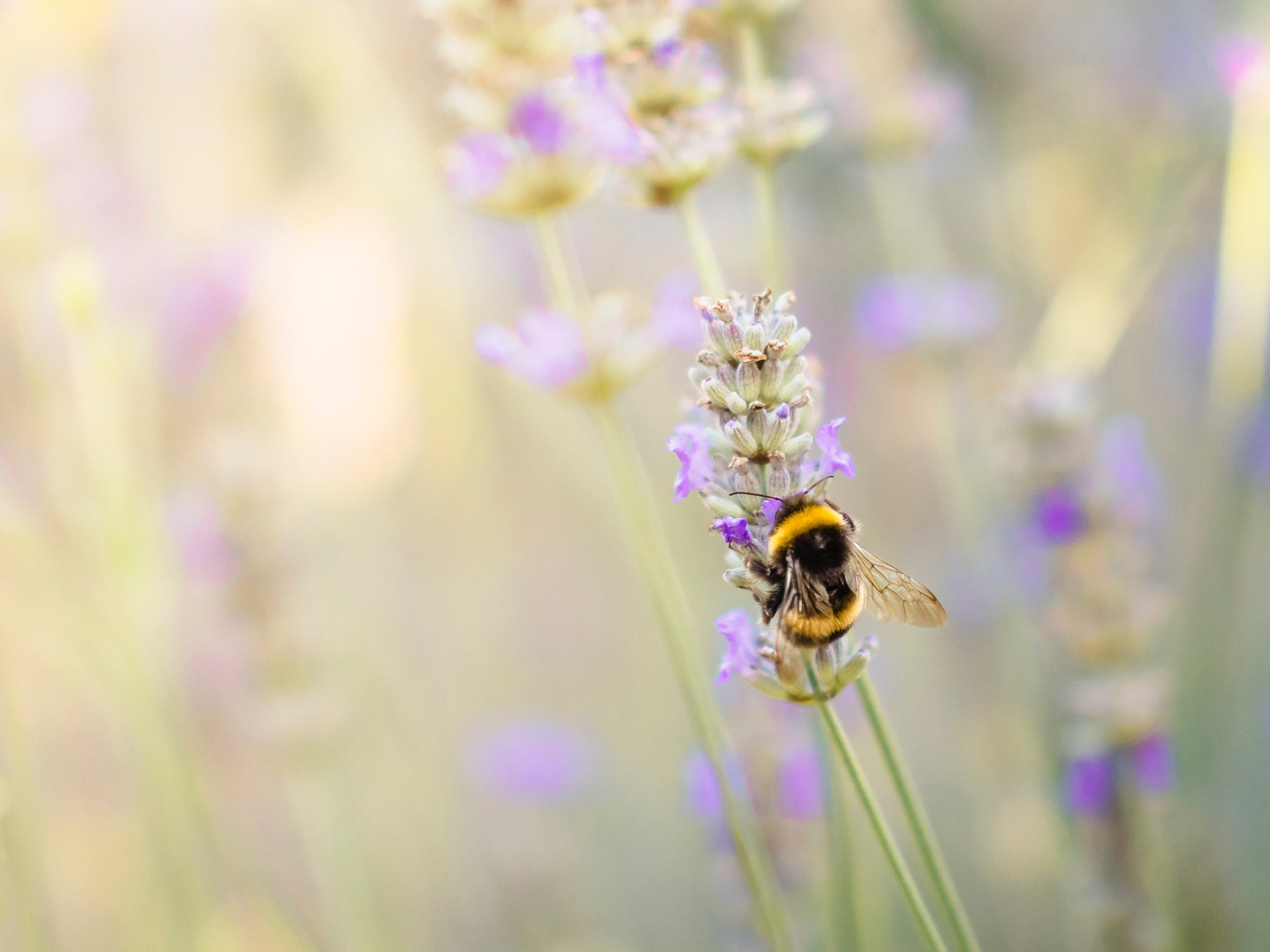6 Ways to Create a Bee-Friendly Garden | BeCause Tees