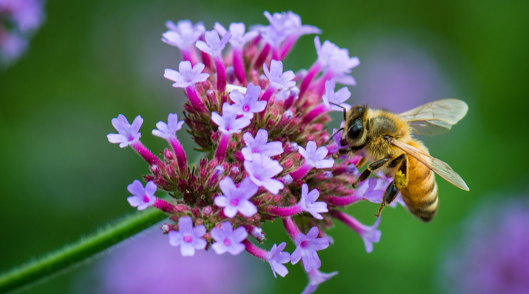 National Pollinator Week: Bee on a Flower