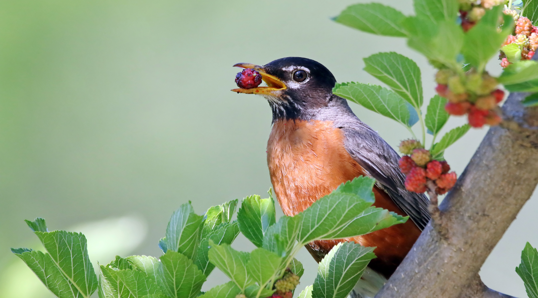 American robin in backyard