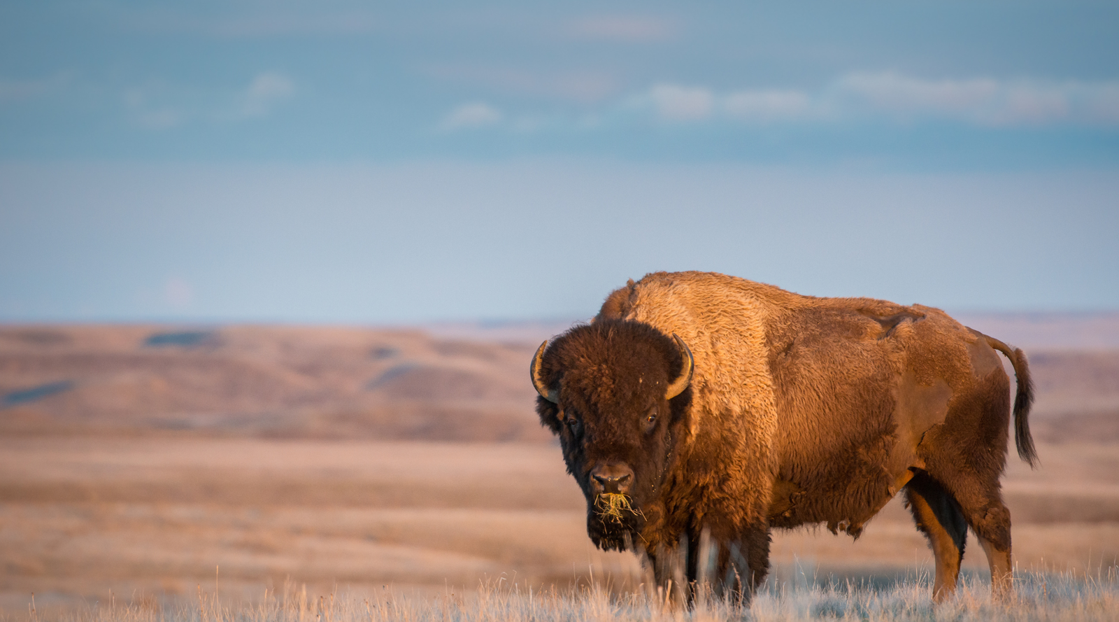 Bison vs Buffalo comparison showing an American bison standing on open plains with shaggy fur and shoulder hump