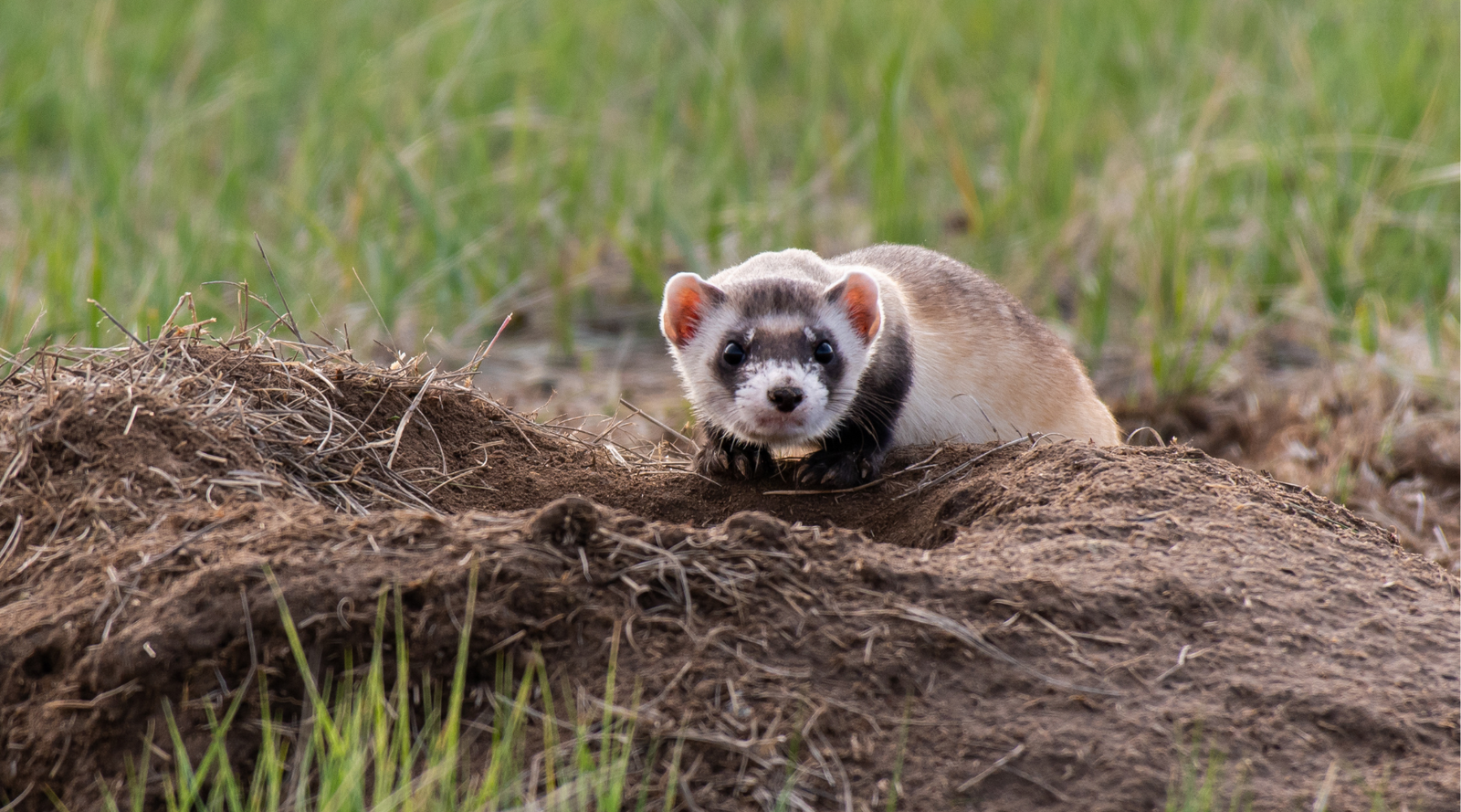 Black-footed ferret next to burrow