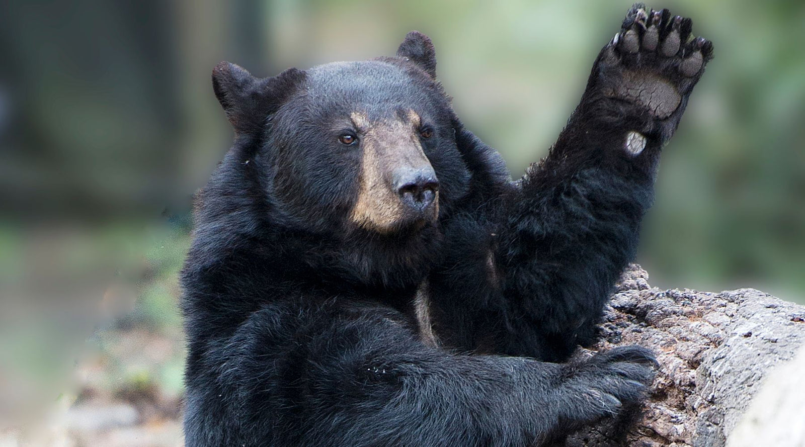 Black Bear Fun Facts