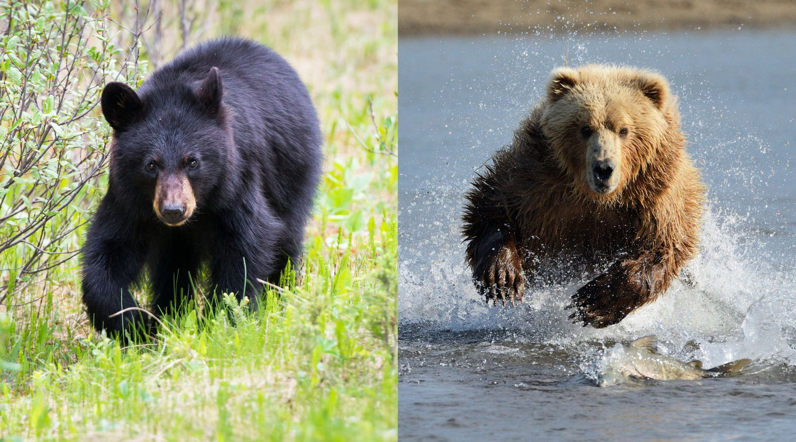 Black Bears vs Brown Bears