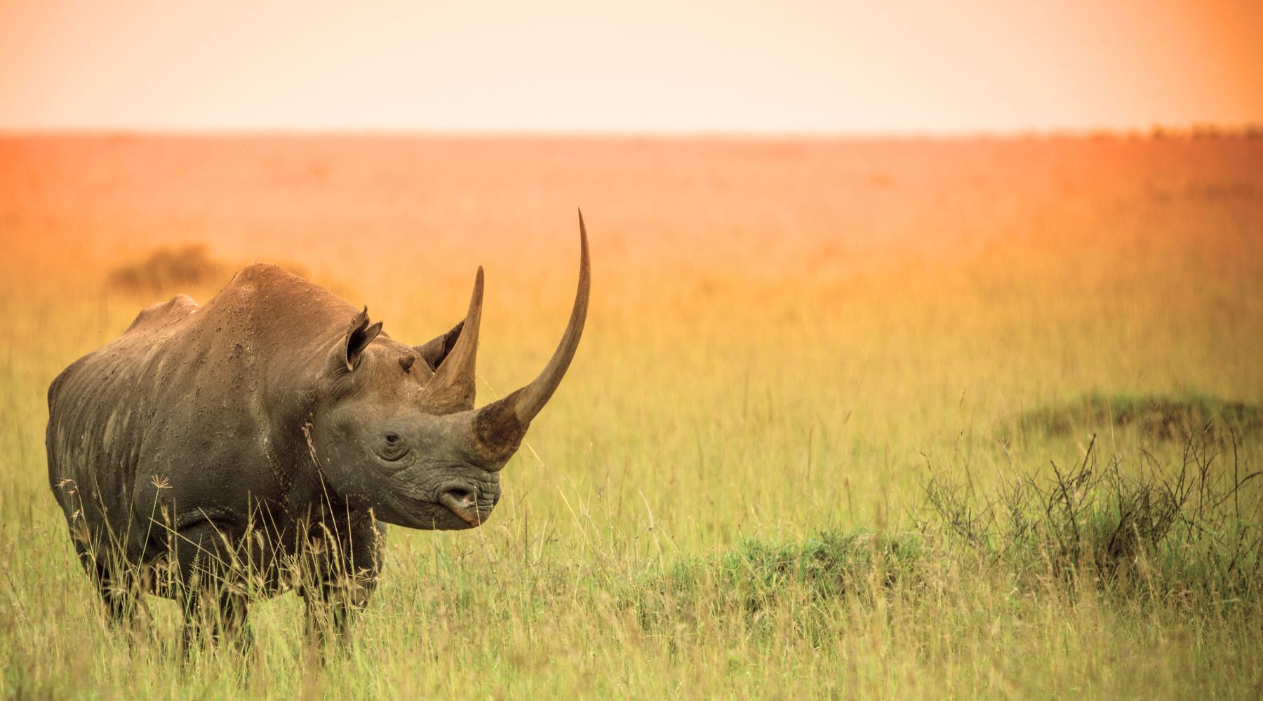 Endangered black rhino