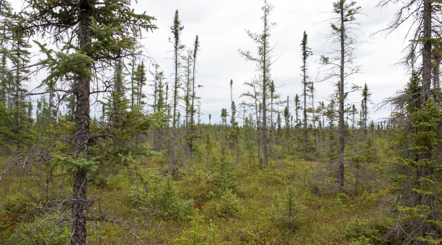 Spruce trees affected by spruce beetles