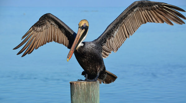 8 Brown Pelican Fun Facts | BeCause Tees - Because Tees