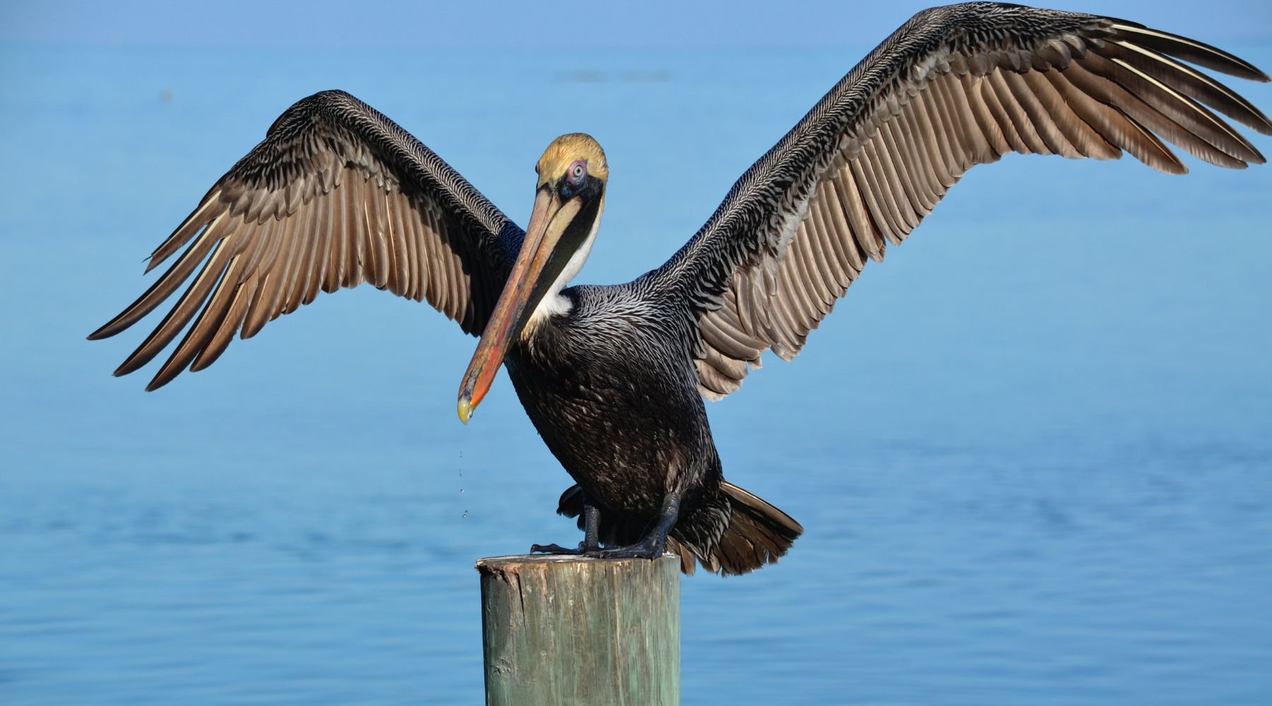 Brown pelican fun facts - brown pelican perched on post
