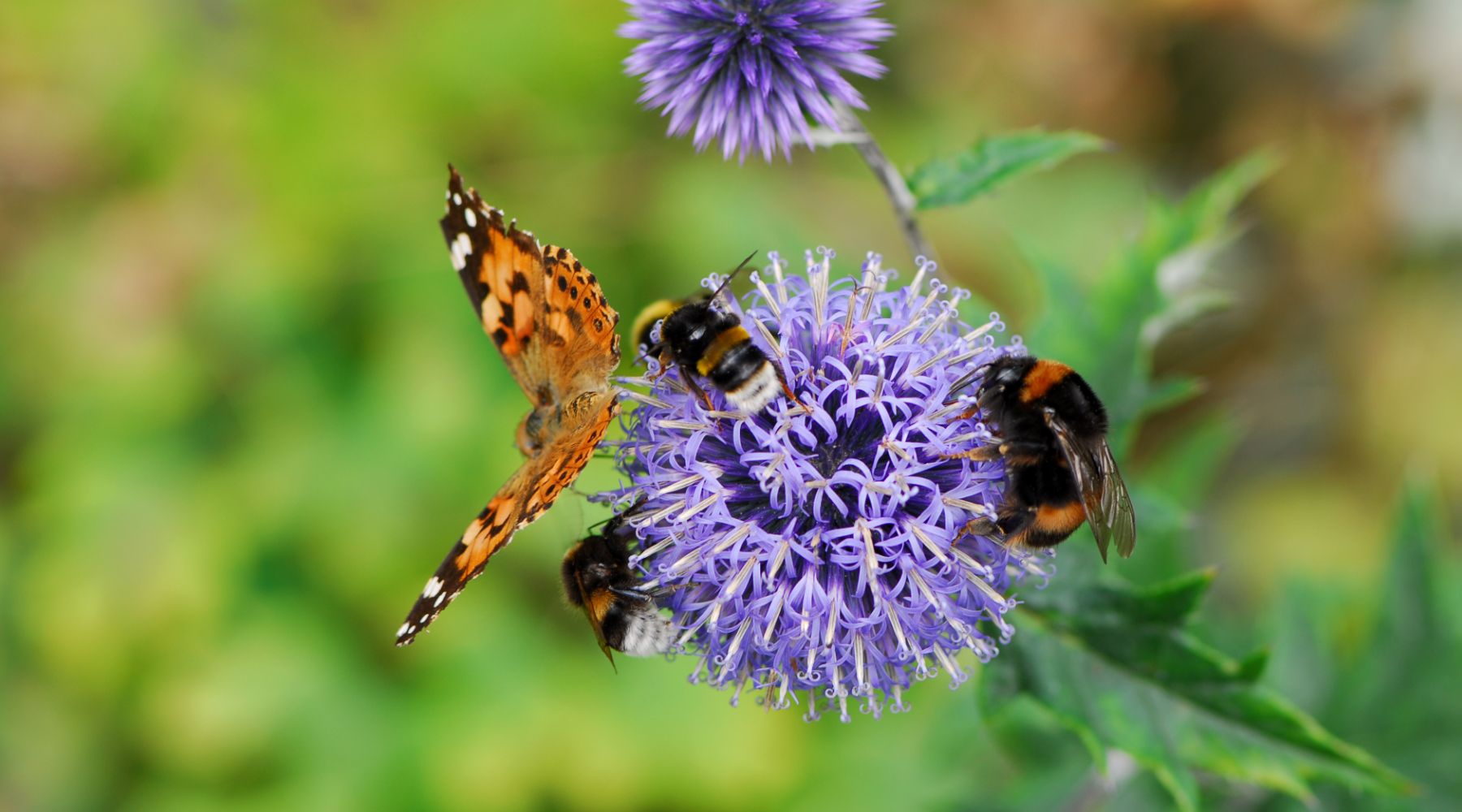 How to Help Pollinators