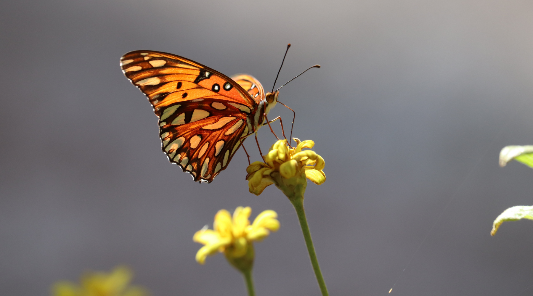 Butterfly on yellow flower