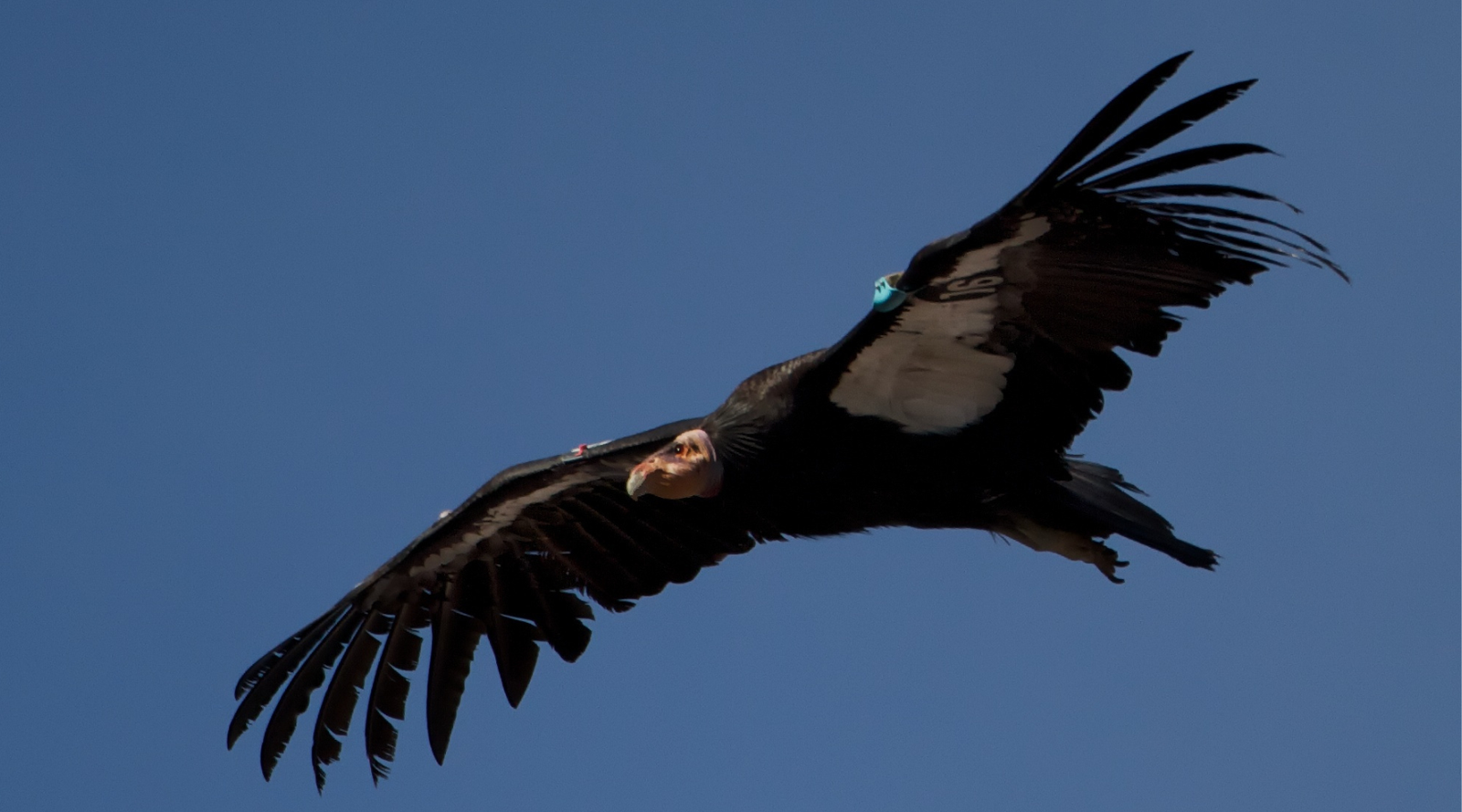 California condor soaring in blue sky, one of the endangered species in California, showing its wide wingspan in flight