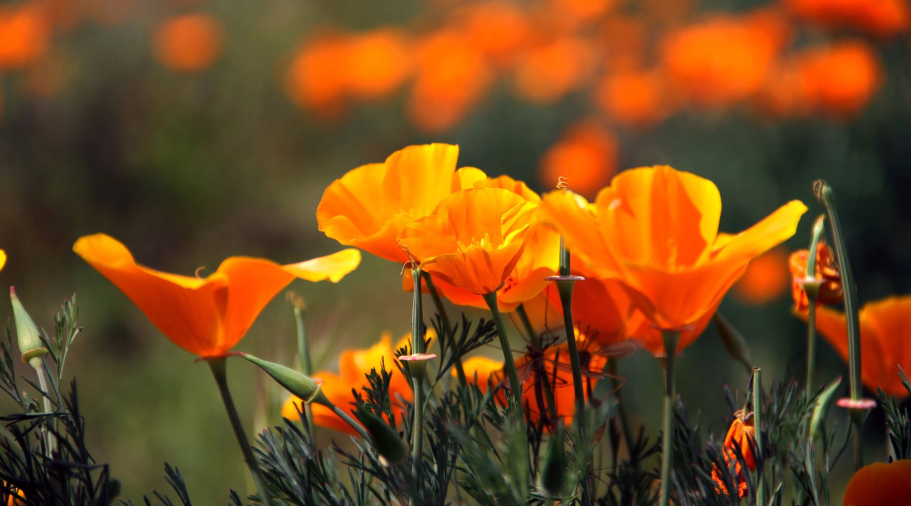 California poppies - why are they the state flower?