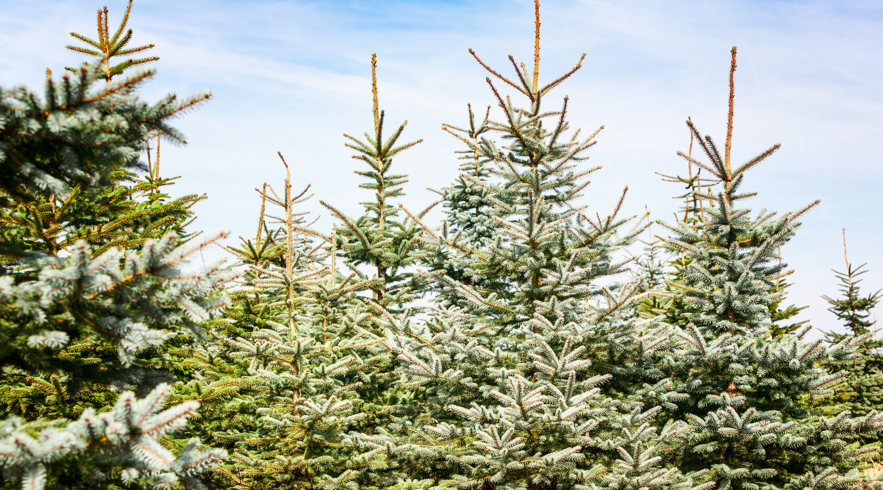 What To Do With Your Old Christmas Tree - Christmas tree farm