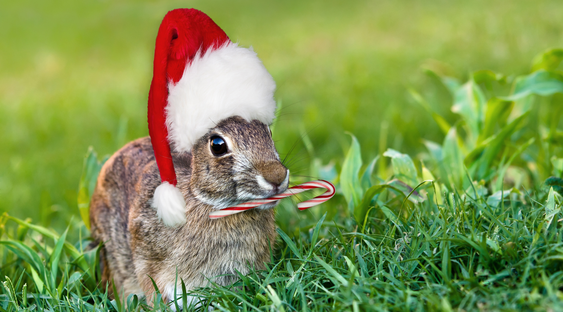 Christmas animal puns - bunny wearing Santa hat