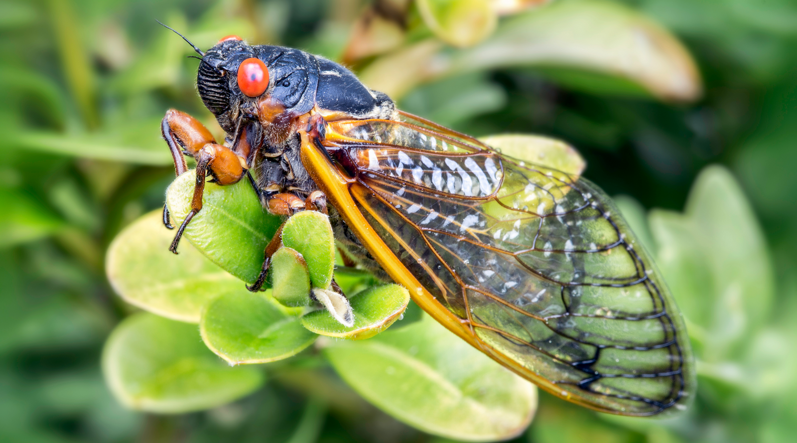 Cicada on plant