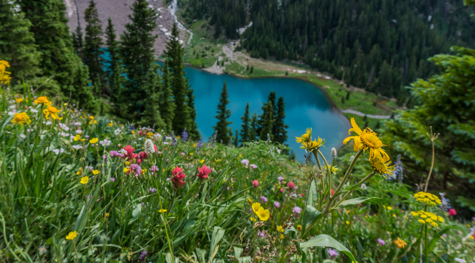 Colorado wildflowers