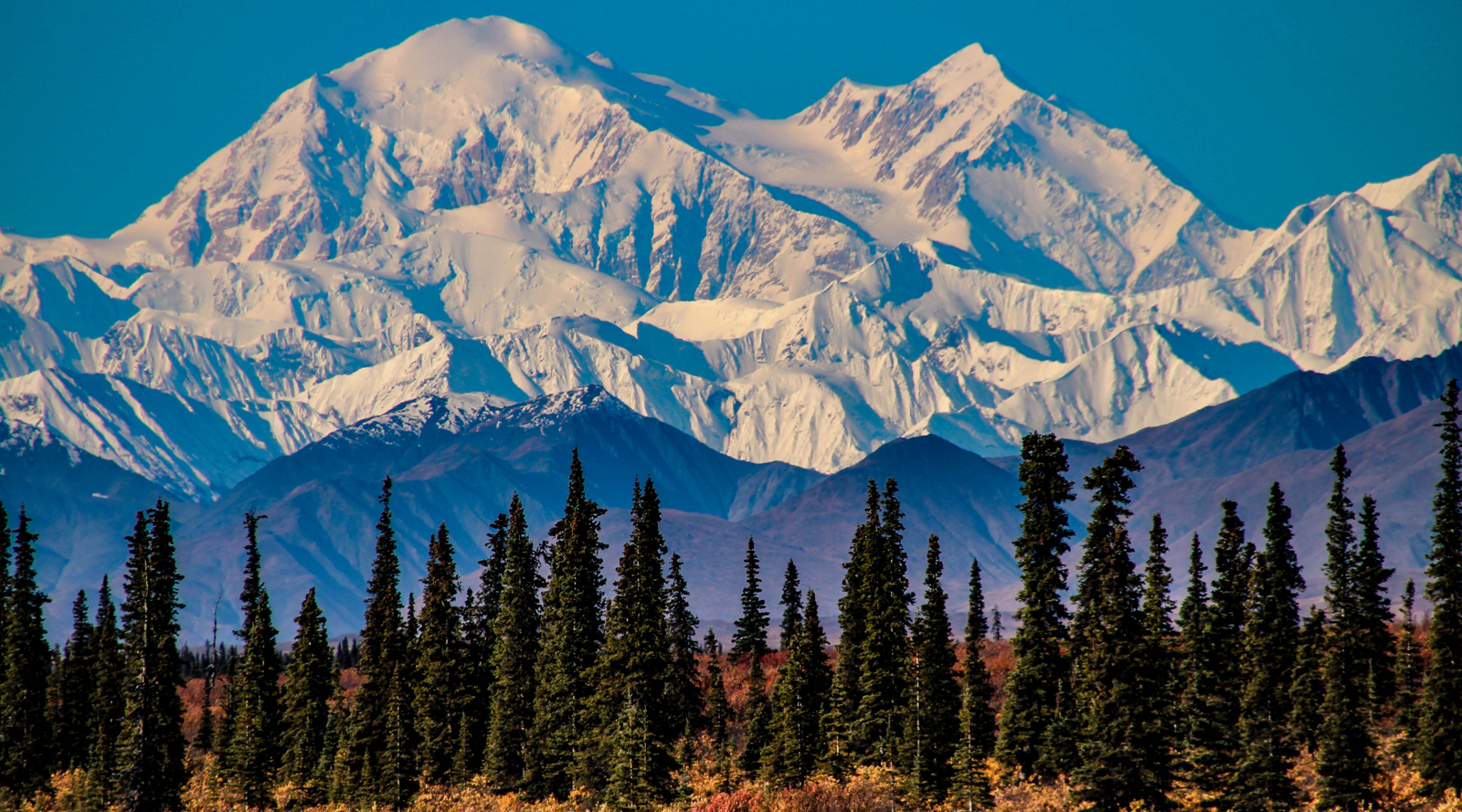 Denali National Park mountain and trees