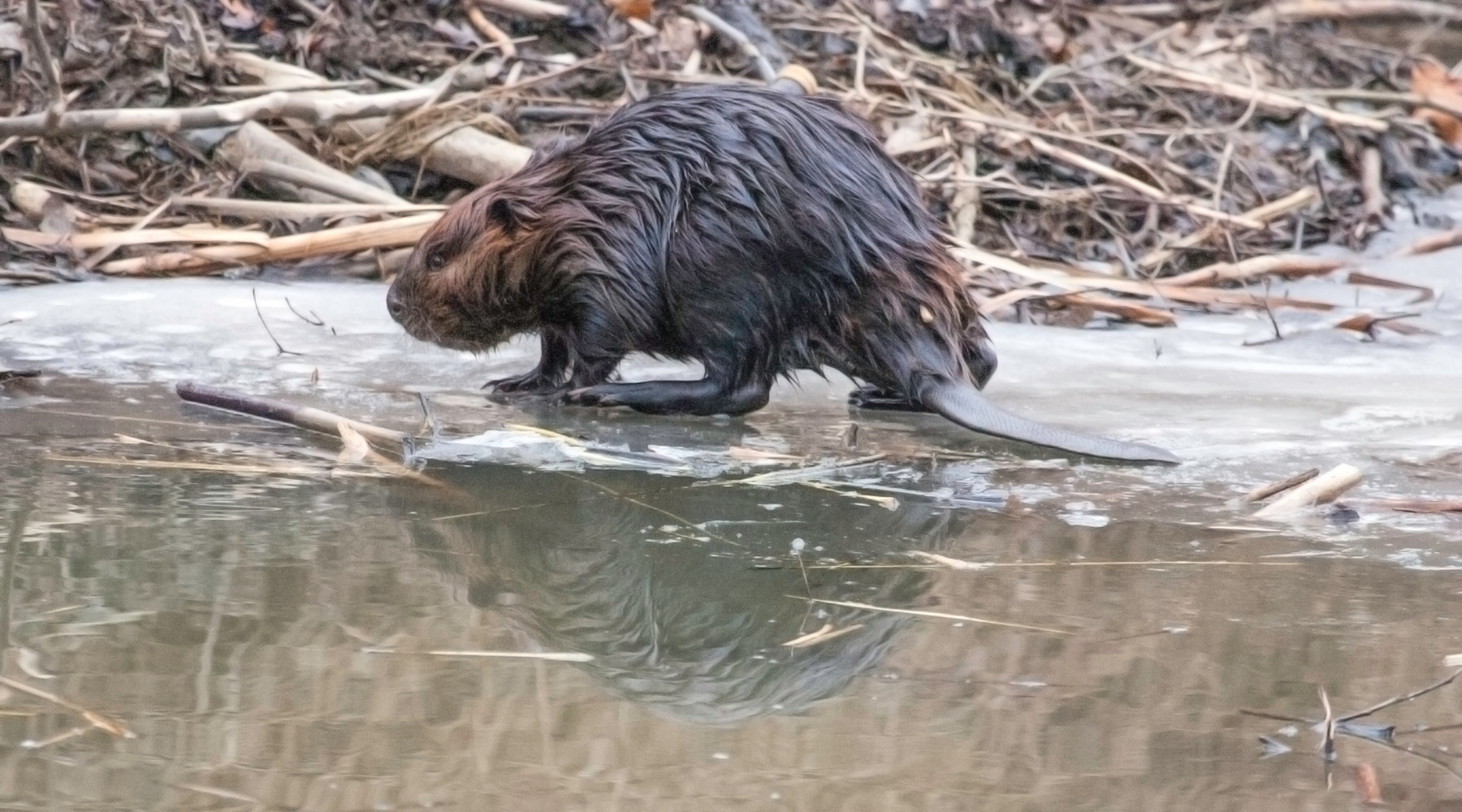 Do beavers hibernate? Beaver in winter