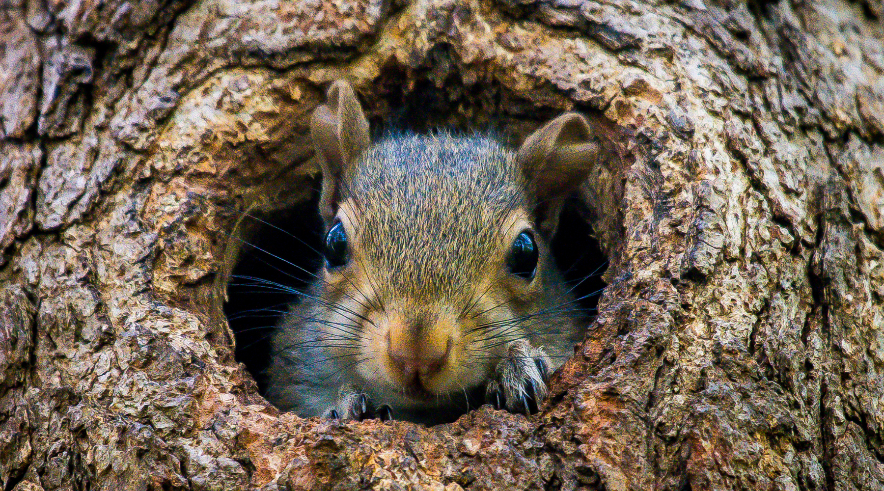 Do squirrels hibernate? Squirrel in tree in winter