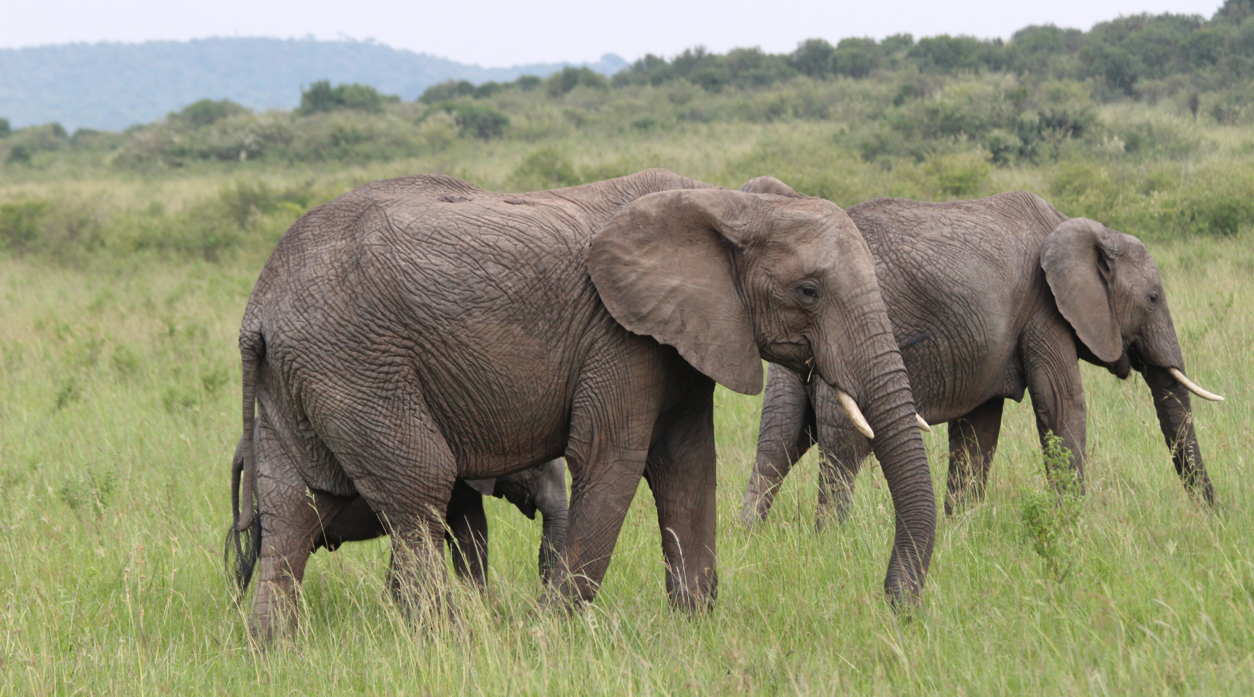 Eco-friendly animals - elephants
