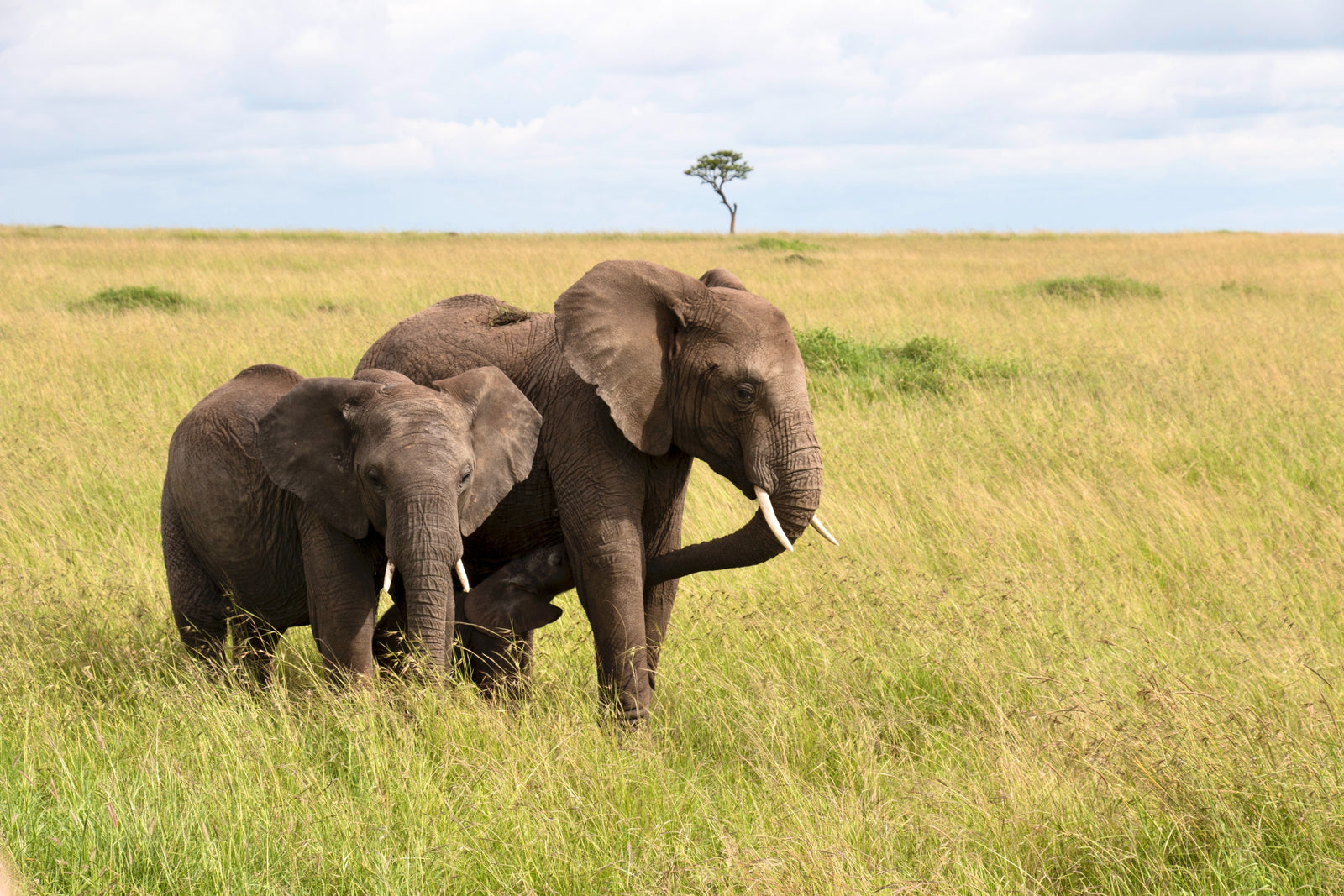 Elephants, Masai Mara