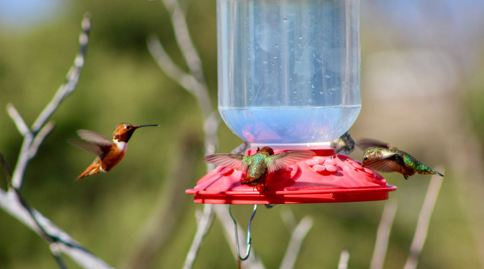 Feeding Hummingbirds in the Fall