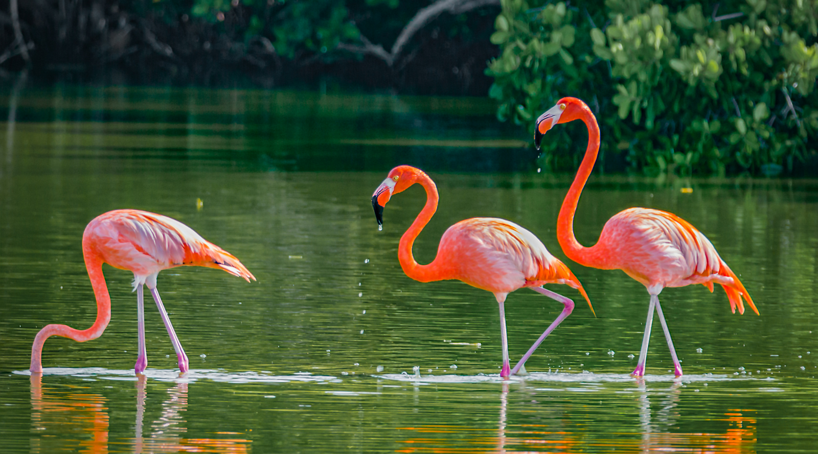 Flamingo fun facts - 3 flamingos
