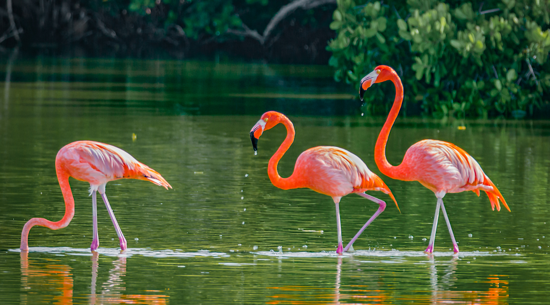 Flamingo fun facts - 3 flamingos