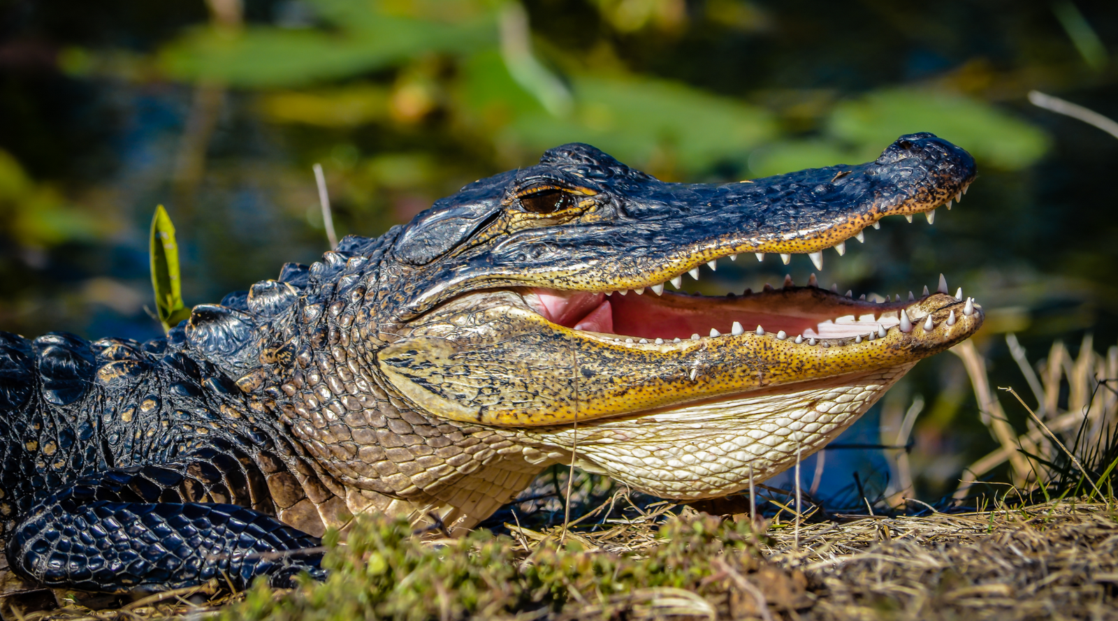 Close-up of an alligator native to Florida