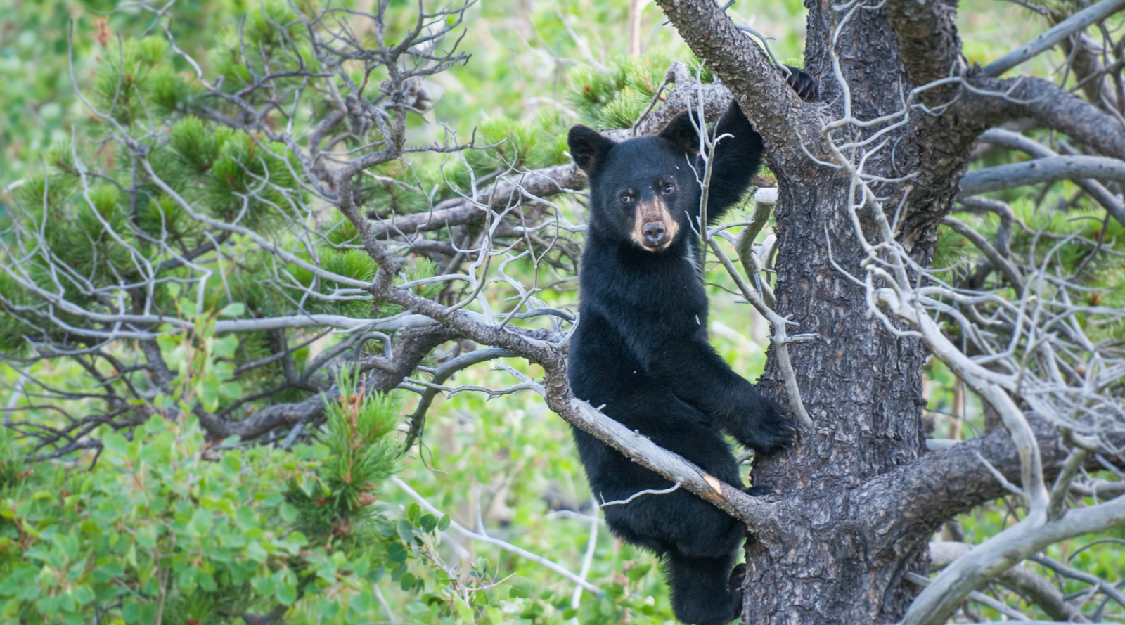 Black bear in a tree