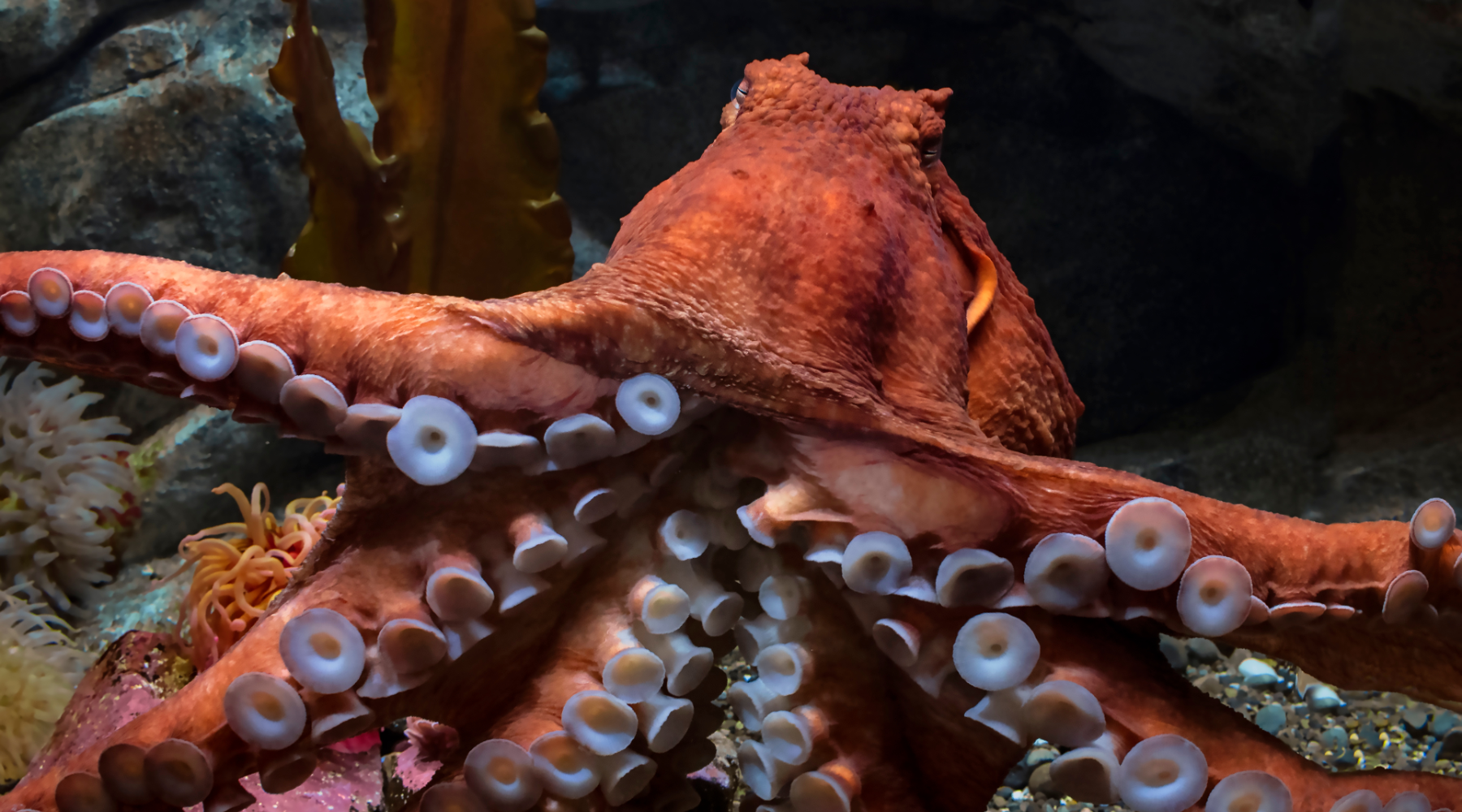 Giant Pacific Octopus - the biggest octopus in the world