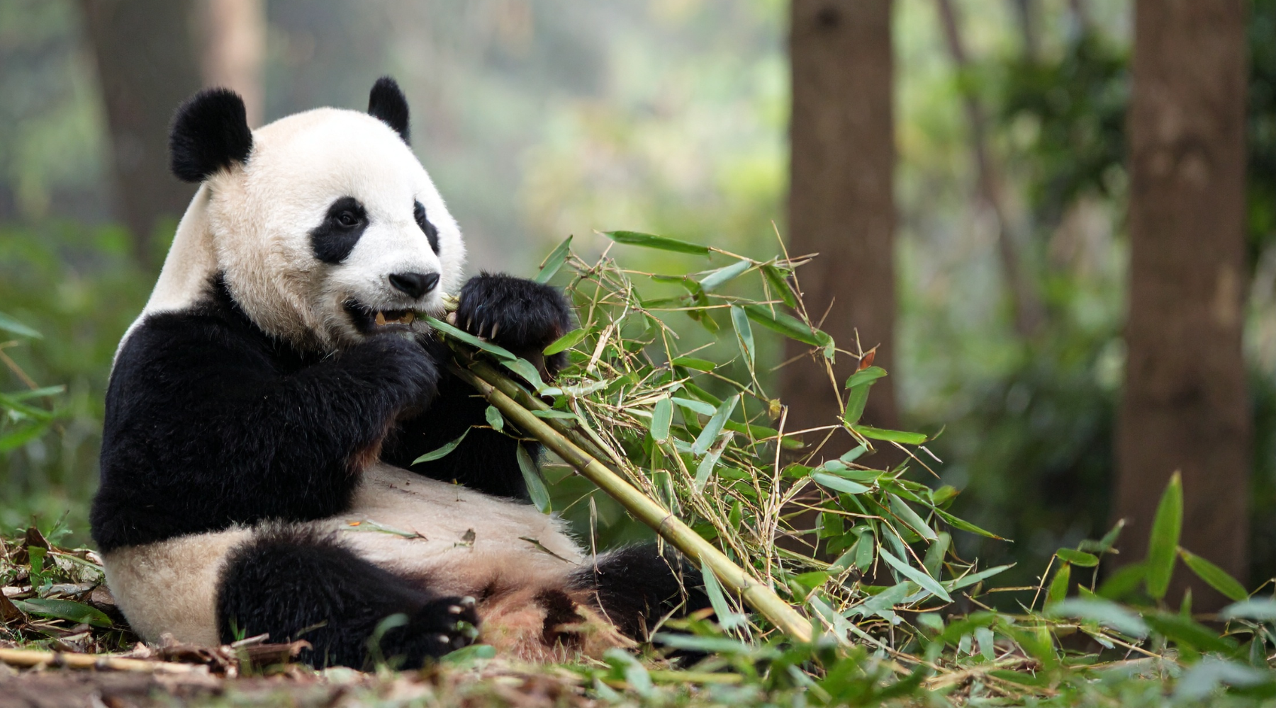 Giant panda eating bamboo in a forest, an example of an umbrella species