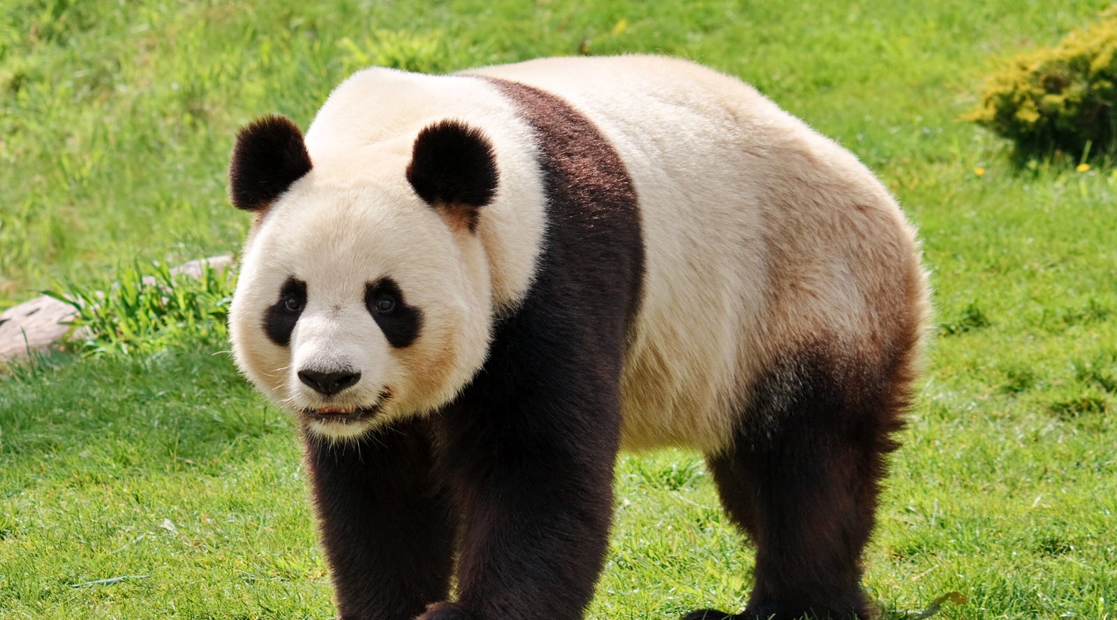 Giant panda