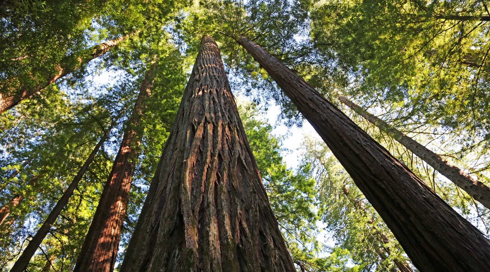 The Biggest Trees on Earth - giant sequoia trees