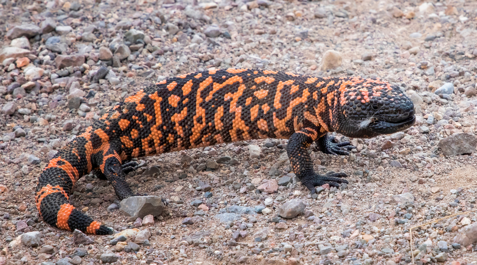 Gila monster on rocky desert ground showcasing its colorful scales for 10 Gila Monster Facts blog post