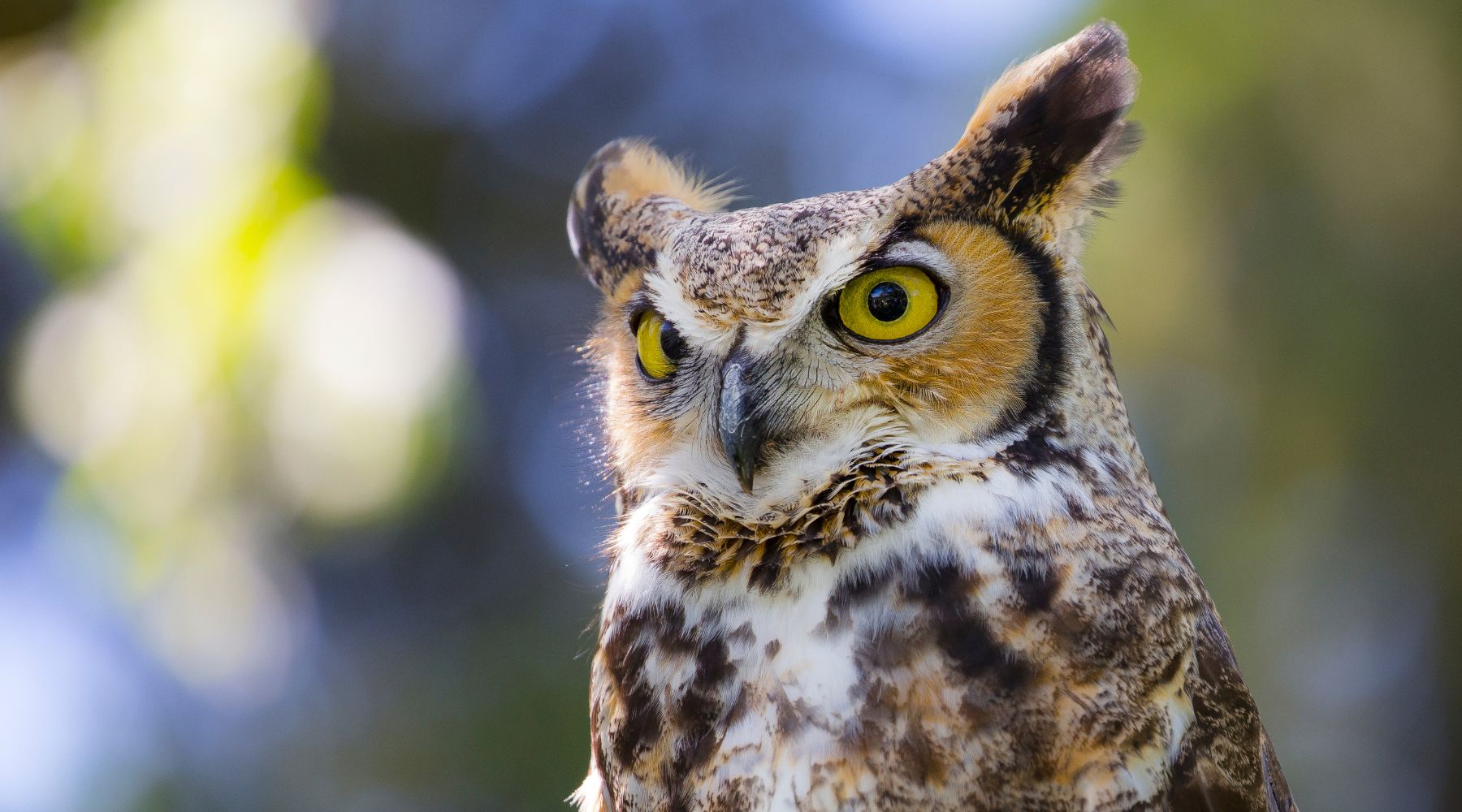 Great Horned Owl Fun Facts