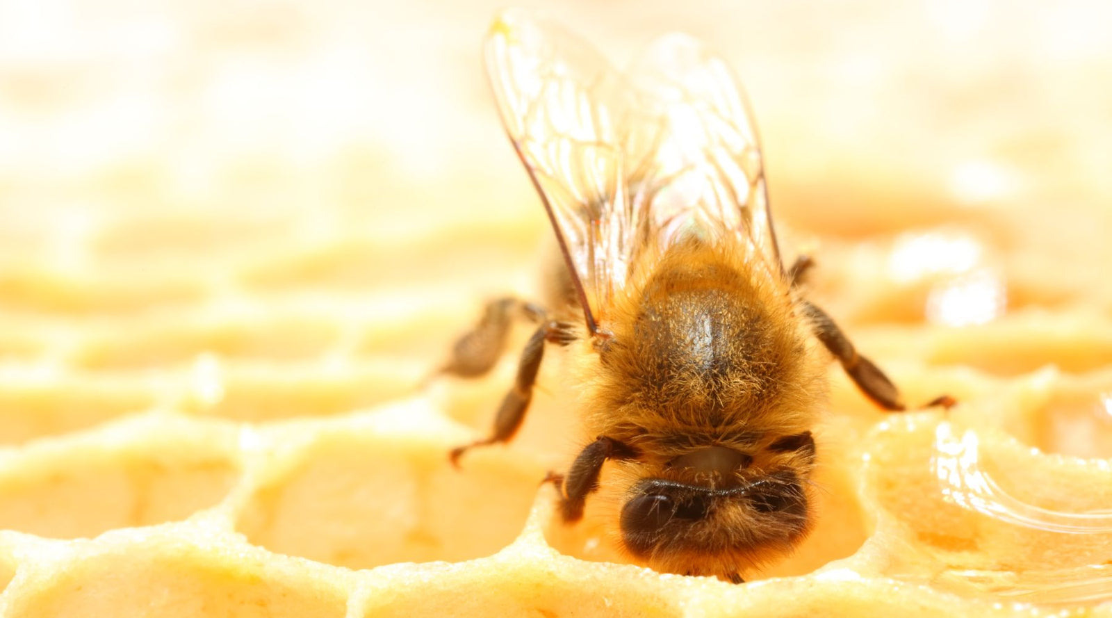 bee in honeycomb