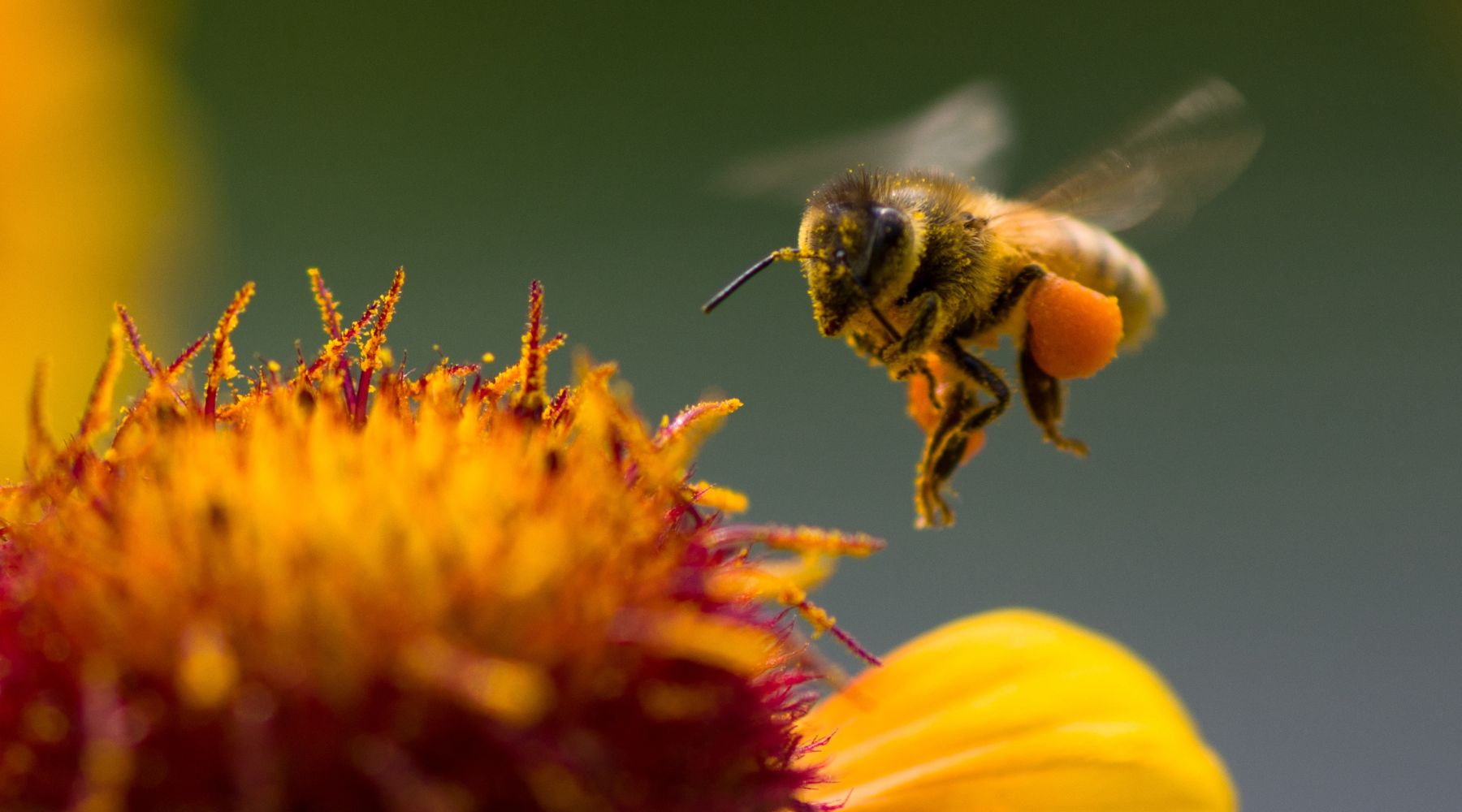 Honey bee collecting pollen - honey bee fun facts