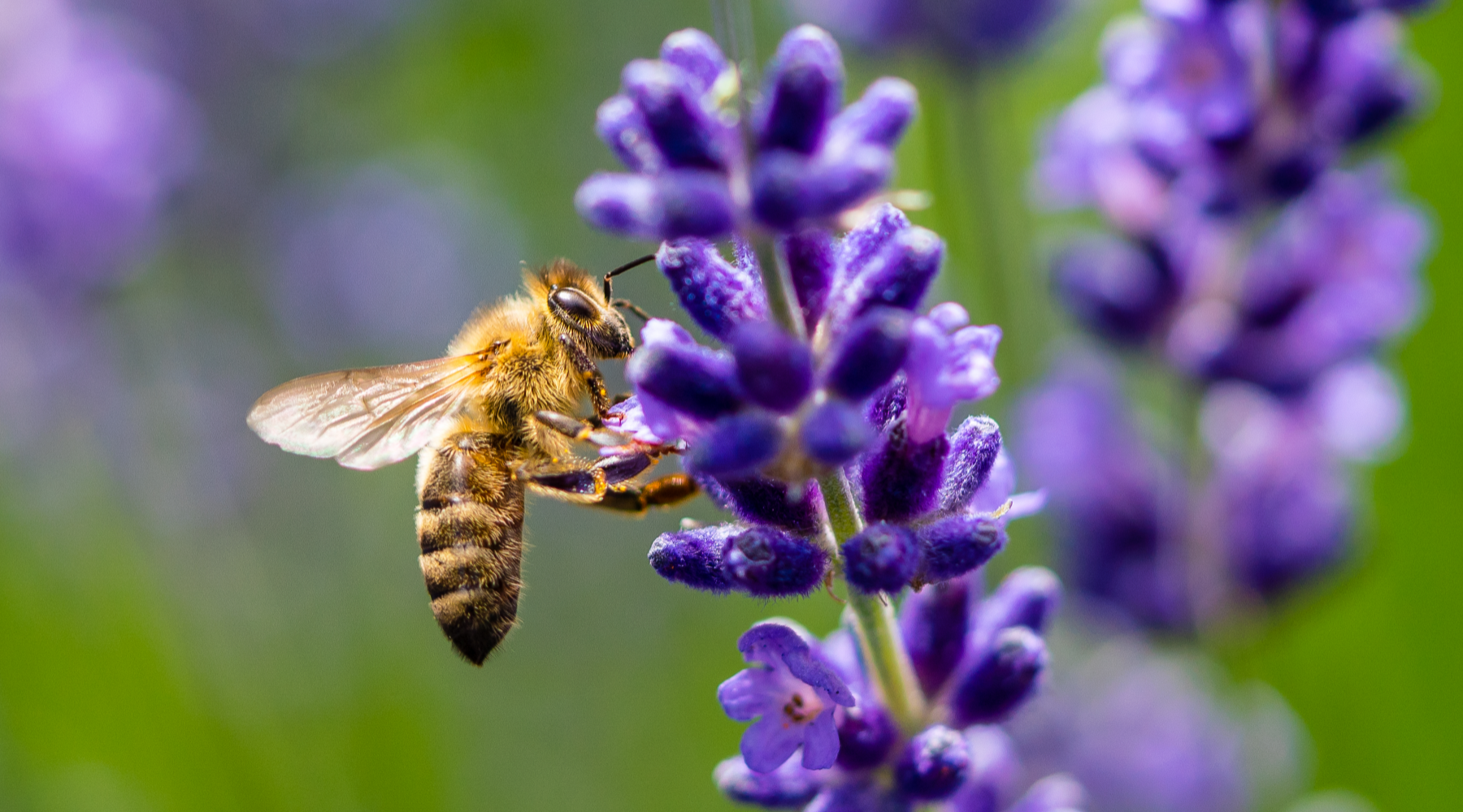 Honey bee with purple flowers